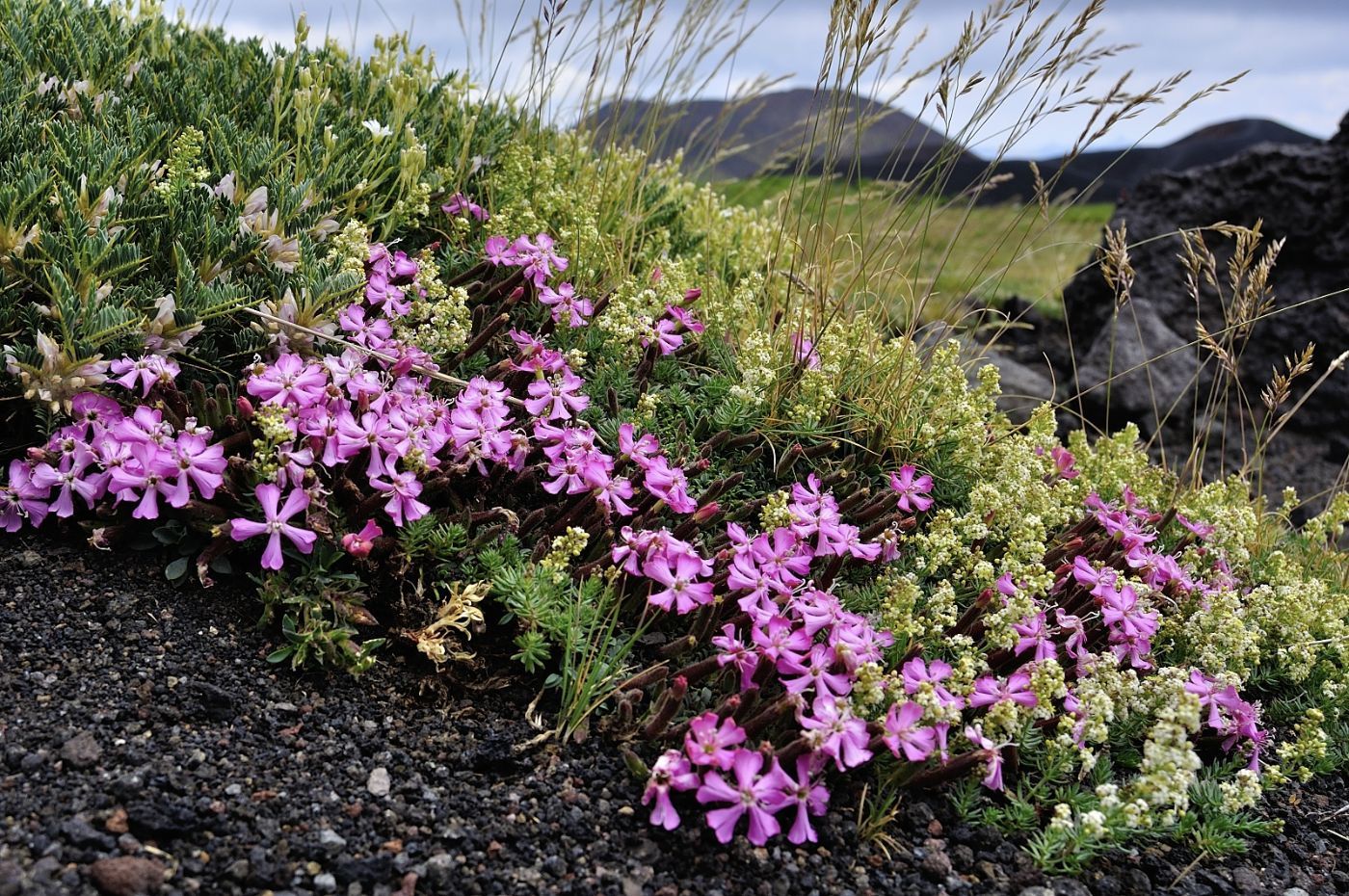 Galium aetnicum - Astragalus siculus - Saponaria officinalis on Mount Etna volcano