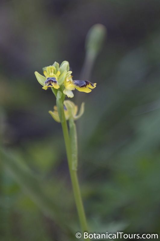 Ophrys archimedea - Botanical tours